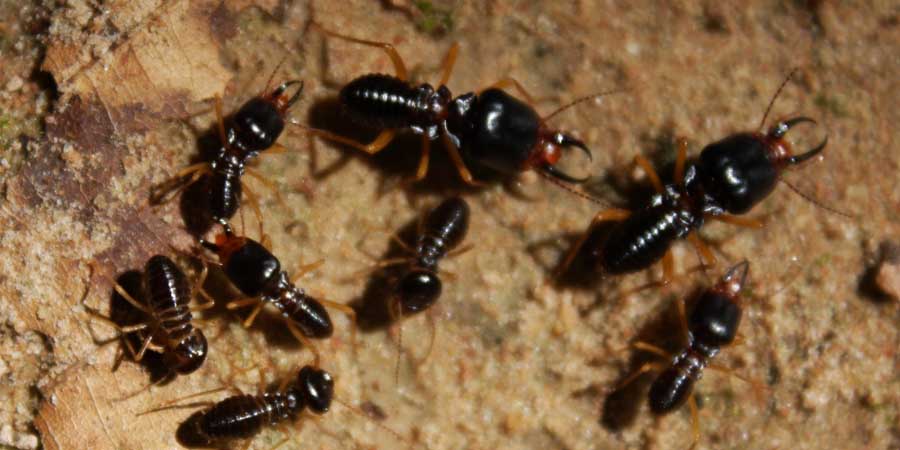 Pest Control Banora, Affordable Pest Control Tweed Heads, Cockroaches Elanora, Termite Control Casuarina
